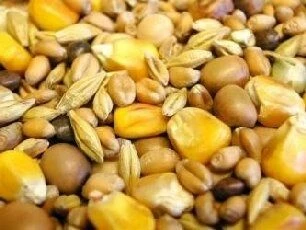 Willsbridge Pigeon Winter Mix 20kg - Image 2