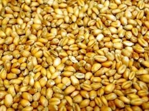 Countrywide Poultry Wheat 20kg - Image 2