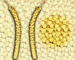 Albert E James Chinese Millet Sprays 10-12