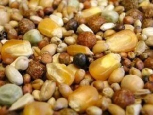 Willsbridge Pigeon Breeding Extra Mix 20kg - Image 2