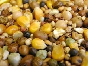 Willsbridge Pigeon Top Flight Mix 20kg - Image 2