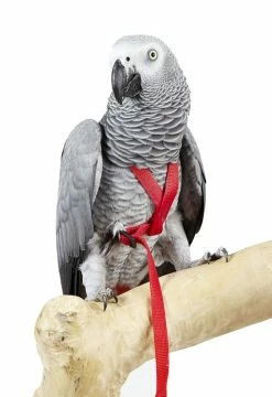 Sky Pet Products Avian Adventure Bird Harness Red